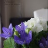 桔梗と紫陽花